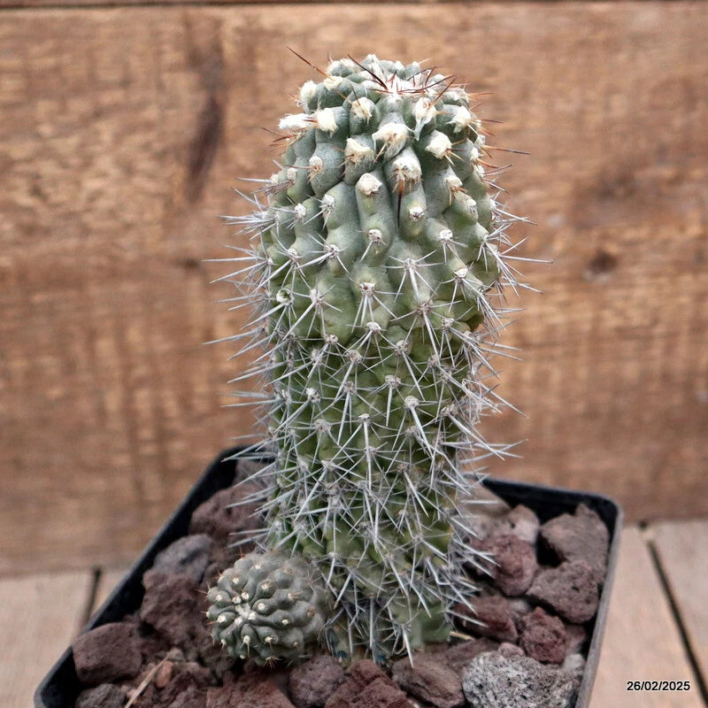 D3580 COPIAPOA MOLLICULA pot12-H16-W8 cm MaMa Cactus Green Plant