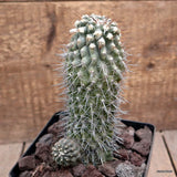 D3580 COPIAPOA MOLLICULA pot12-H16-W8 cm MaMa Cactus Green Plant