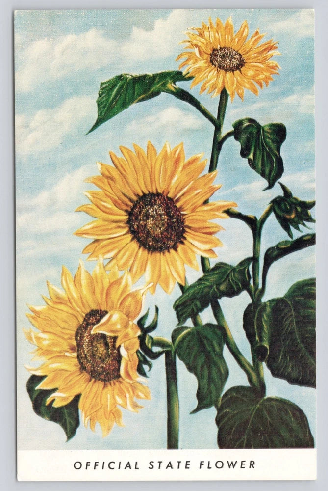 Sunflower postcard with three yellow blooms, green leaves, and OFFICIAL STATE FLOWER text.