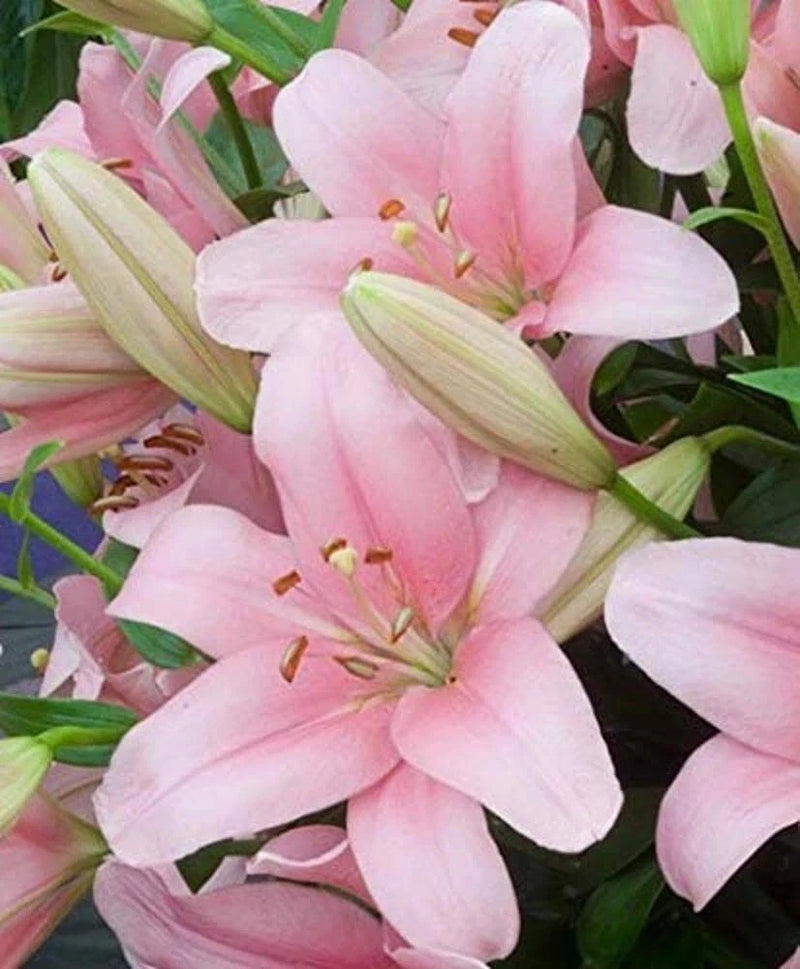 Winter pretty imported Oriental lily Flower Bulbs Pink pack of 2 bulbs Flowering Plants