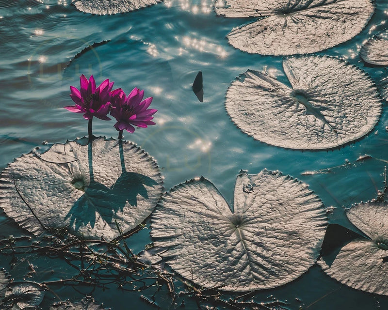 Water lily wall art print with pink flowers on gray lily pads
