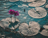Water lily wall art print with pink flowers on gray lily pads