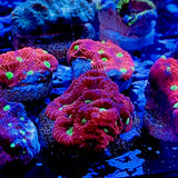 Australian Red/Green Favites (War) Coral Frag Anemone