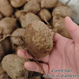 4-5cm Garden Plants Rare Root Golden Vine Plant Cactus Live Plants Beautiful Green Plant