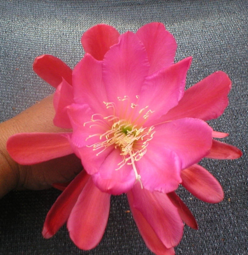 Pink orchid cactus flower with yellow center stamens