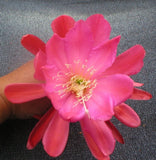 Epiphyllum, Orchid Cactus, " BAJA ", Don's Quart pots FEB/4 Orchids