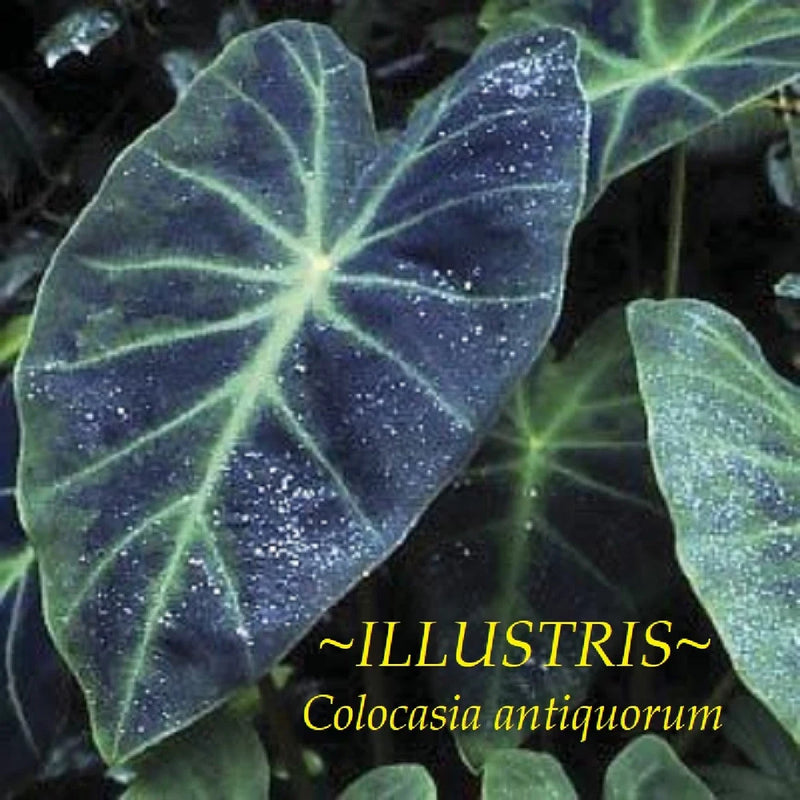 Live colocasia elephant ear plant with large green veined leaves