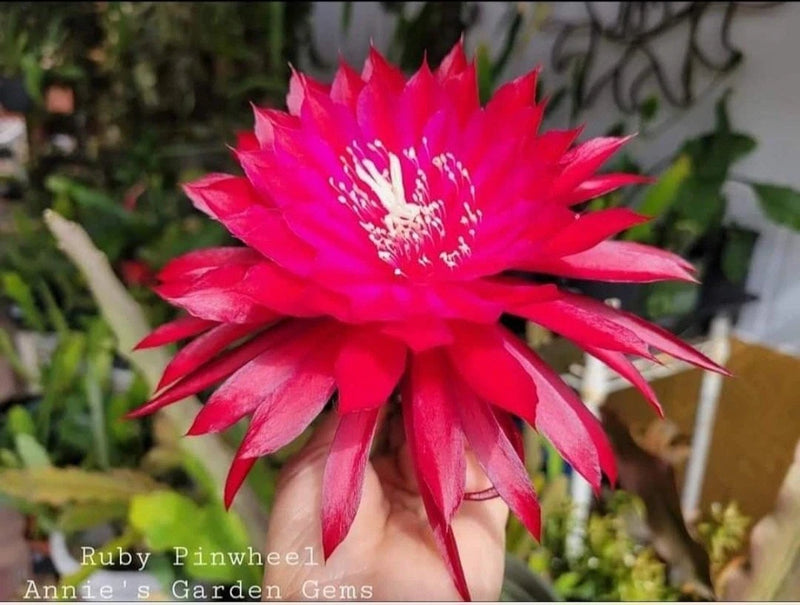 Ruby pinwheel epiphyllum in 4-inch pot, bright pink-red spiky flower bloom