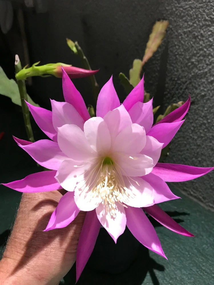 Orchid cactus flower with bright pink and purple petals and white center