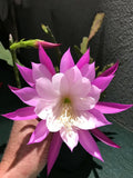 Orchid cactus flower with bright pink and purple petals and white center