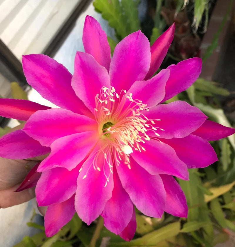 Magenta epiphyllum orchid cactus flower with bright pink petals and yellow center