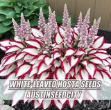 White-leaved Hosta seeds - 100 seeds Rare perennial shade-tolerant foliage plant Flowering Plants