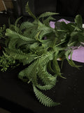 Assortment Of Leave Floral . Ashland And Flower Garden. Tags New Green Plant