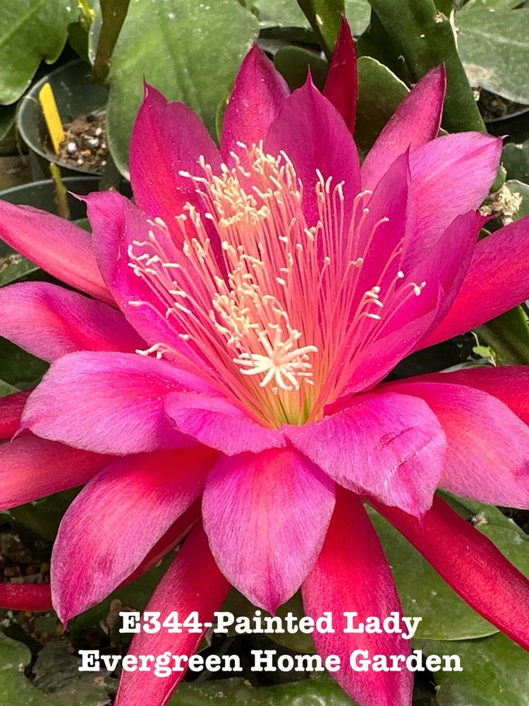 Pink orchid cactus flower with long white stamens, growing in a small starter pot