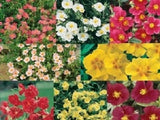 50+ Helianthemum Rock Rose Mix / Evregreen Groundcover / Perennial Flower Seeds Flowering Plants