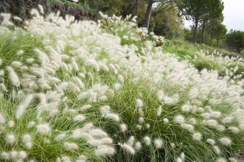 30 WHITE FOUNTAIN GRASS Pennisetum Villosum Ornamental Flower Seeds *Flat Ship Pampas Grass