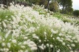 30 WHITE FOUNTAIN GRASS Pennisetum Villosum Ornamental Flower Seeds *Flat Ship Pampas Grass