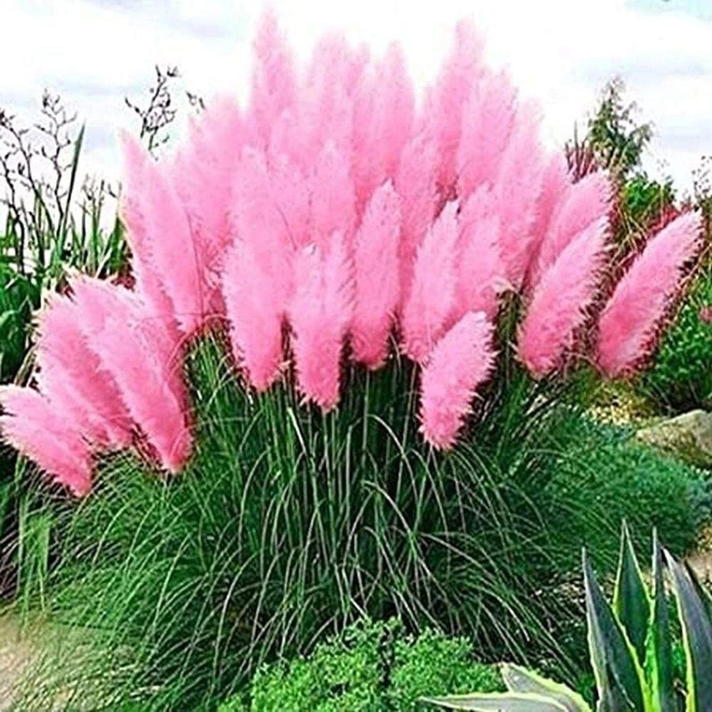 Giant Pink Pampas Grass Seeds - 500 Seeds - Ships from Iowa, Made in USA - Ornam Pampas Grass