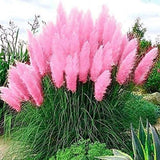 Giant Pink Pampas Grass Seeds - 500 Seeds - Ships from Iowa, Made in USA - Ornam Pampas Grass
