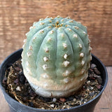 D4619 MATUCANA MADISONIORUM pot12-H9-W8 cm MaMa Cactus Green Plant