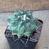 D6753 THELOCACTUS RINCONENSIS pot8-H7-W9 cm MaMa Cactus Green Plant