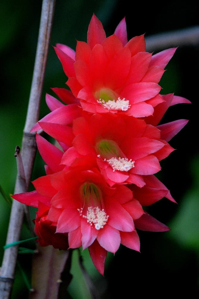 Red cactus orchid flowers with pink centers on green stems
