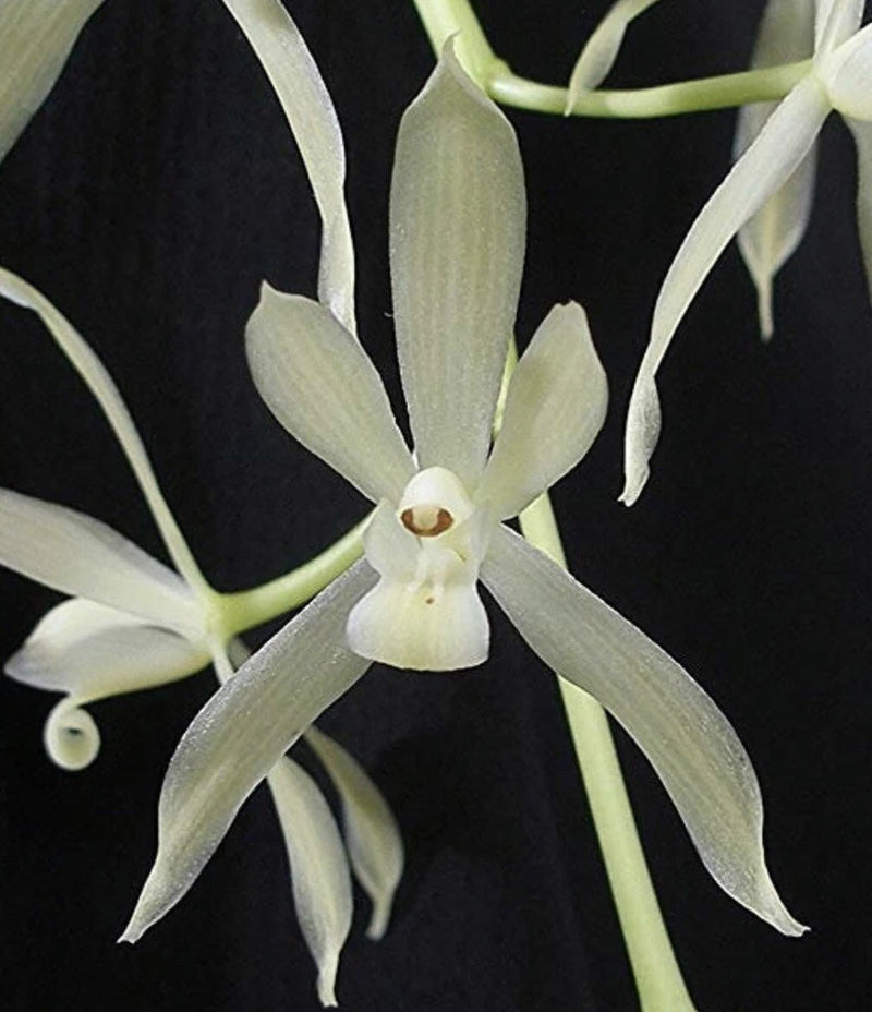 White cymbidium orchid with star-shaped petals and small central lip