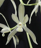 RARE Species - Cymbidium dayanum var alba Orchids