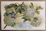 Antique Embossed Postcard With Hydrangea Flowers & Poem Mailed 1912 US 1 Cent St Hydrangea