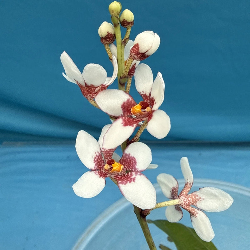 Blooming white orchid with red-speckled centers and green buds on a stem