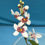 Sarcochilus Kulnura Vibrance X hartmanii Blooming Hybrid Orchid 3Ó Pot(CJ8) Orchids