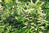10 AMUR MAACKIA Cladrastis Amurensis Tree Ornamental White Flower Legume Seeds Flowering Plants