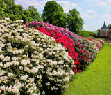 50 MIXED HYBRIDS RHODODENDRON spp Mixed Colors Flower Sun Shade Bush Shrub Seeds Flowering Plants