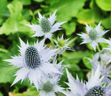 50 Alpine Sea Holly Seeds to Plant Exotic Garden Plant Seeds Garden Plants