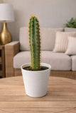 Live Columnar Cactus Plant in 4 Inch Pot Ð Easy Care,white pot included Flowering Plants