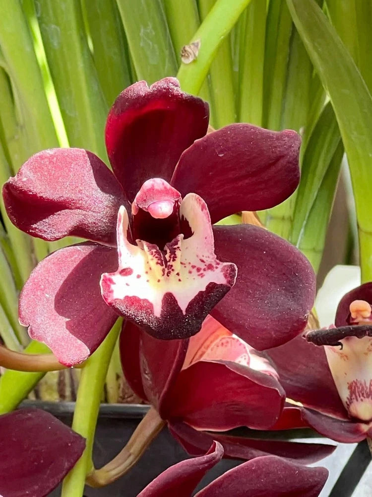 Cymbidium orchid with dark red petals and speckled white lip, with green leaves