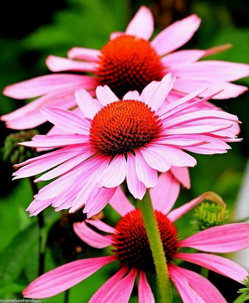 80 Echinacea Rudbeckia Purpurea Purple Coneflower Seeds~NY Botanical Garden Club Garden Plants