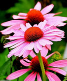 80 Echinacea Rudbeckia Purpurea Purple Coneflower Seeds~NY Botanical Garden Club Garden Plants