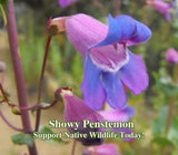 Showy Penstemon Seeds for California Native Garden Plants for Drought Tolerant L Garden Plants