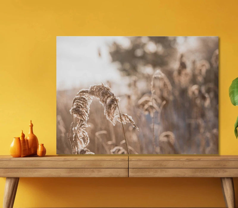 Dry Pampas Grass with Sunlight 5mm thick Plastic Poster Ready to Hang 60x45cm Pampas Grass