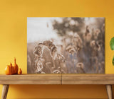 Dry Pampas Grass with Sunlight 5mm thick Plastic Poster Ready to Hang 60x45cm Pampas Grass