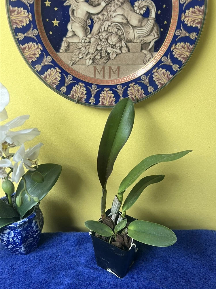 Potted live orchid plant with tall green leaves in a dark blue grow pot