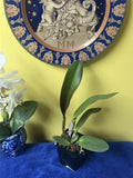 Potted live orchid plant with tall green leaves in a dark blue grow pot