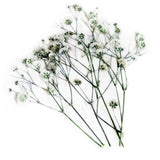 [DDP]Natural Real Baby Breath Pressed Dried Flower For Resin Dried Flower
