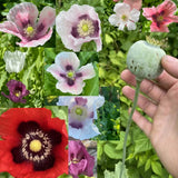 10,000 Poppy seeds for planting HUGE MIX Papever Somniferum flower garden Garden Plants