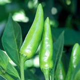 25 + seeds Sport hot pepper garden planting spicy food Garden Plants