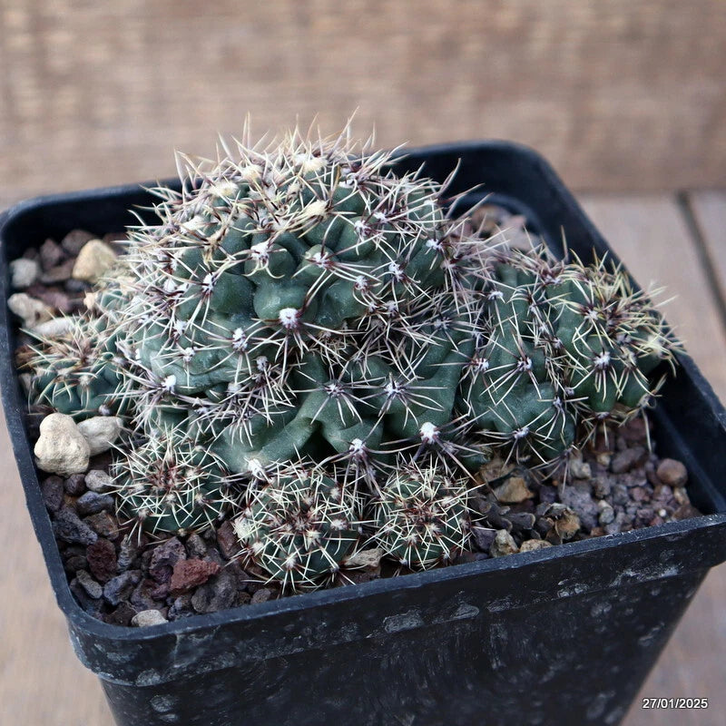 Gymnocalycium erinaceum cactus plant in black pot, green body with dense white spines