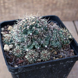 A8347 GYMNOCALYCIUM ERINACEUM pot10-H7-W11 cm MaMa Cactus Green Plant