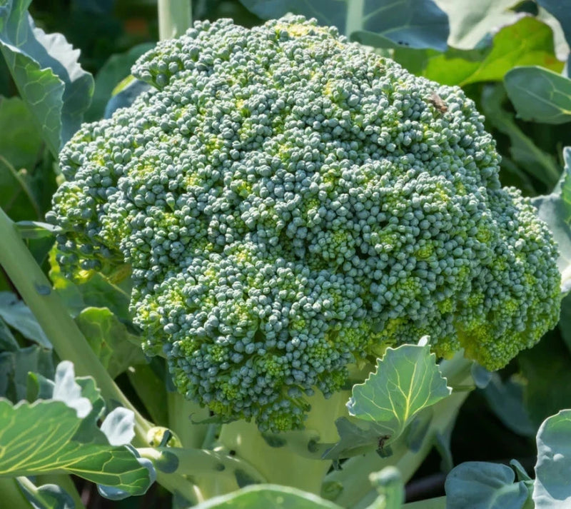 Broccoli Seeds 500 Fresh Garden Vegetable Seeds Free Shipping Garden Plants