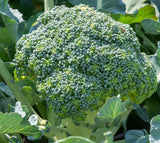 Broccoli Seeds 500 Fresh Garden Vegetable Seeds Free Shipping Garden Plants